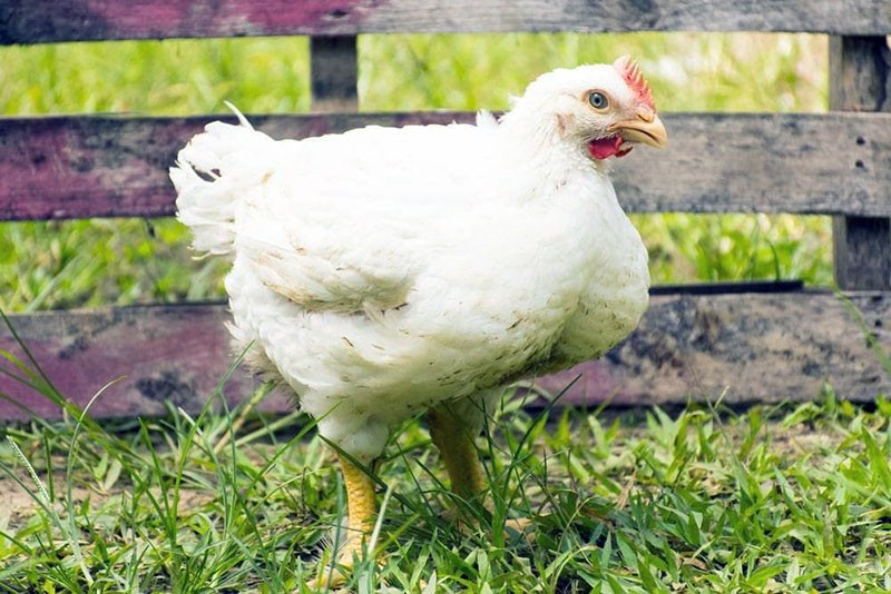 Gà Hubbard - đặc điểm của gà thịt, quy tắc nuôi gà
