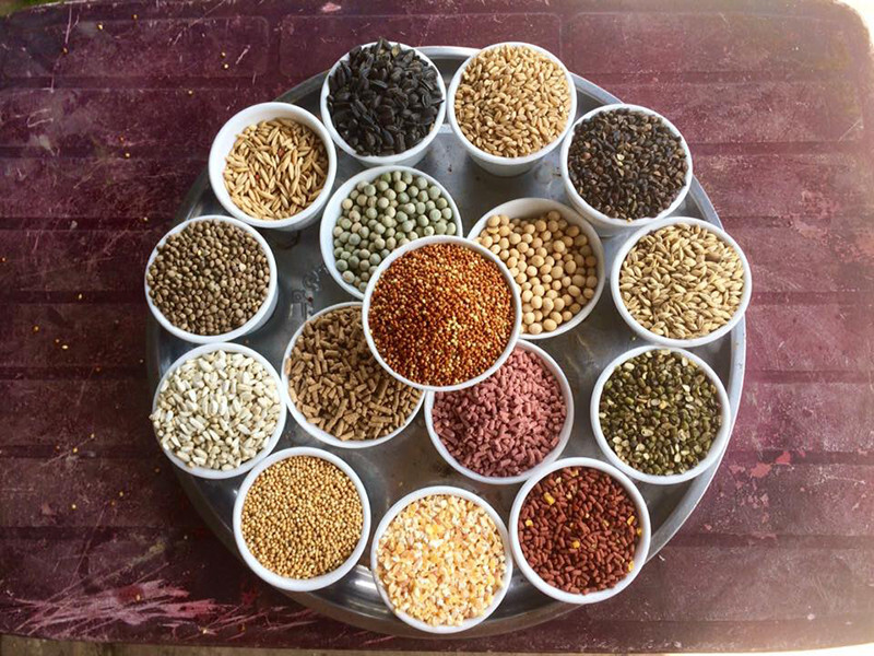 Ngũ cốc gà đá gồm những gì? Công thức trộn như thế nào 7 Ngũ cốc gà đá gồm những gì? Công thức trộn như thế nào