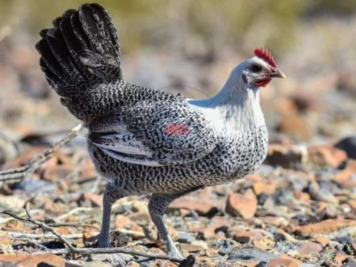 Gà Ai Cập - Giống gà siêu trứng